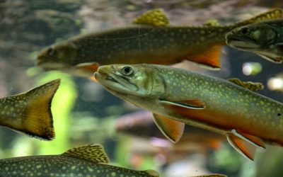 EURCAW-Aqua Online Workshop on Rainbow Trout Welfare