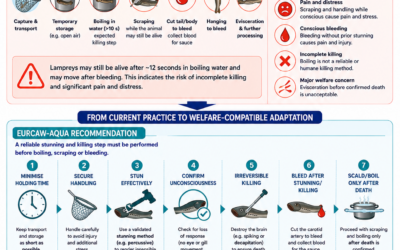 EURCAW-Aqua publishes a new infographic on welfare-compatible killing methods for lampreys