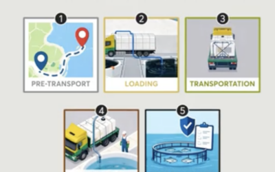 New EURCAW-Aqua Animation: Fish Welfare During Transport