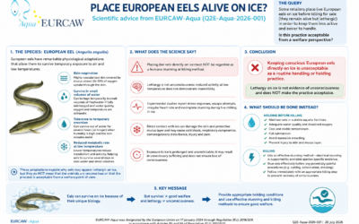New infographic on keeping European eels alive on ice